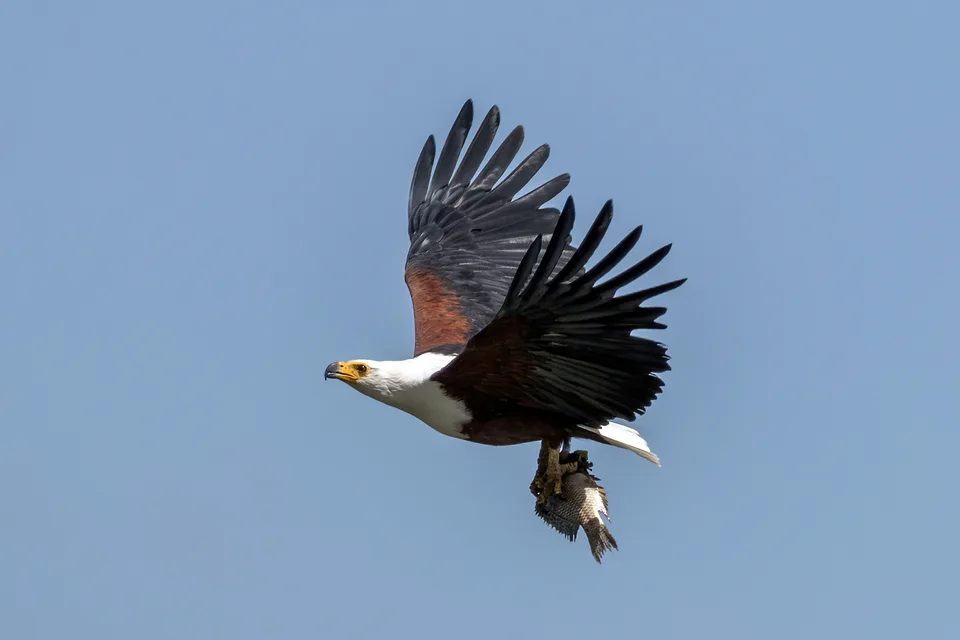 An African fish eagle (Haliaeetus vocifer) with a fish in its talons
