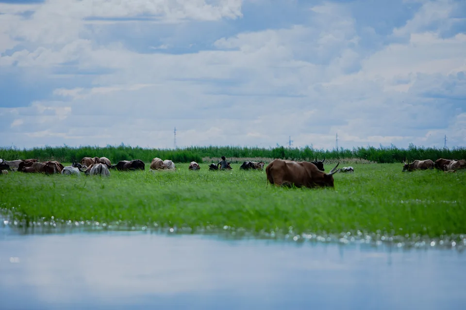 A boy running through a herd of Lozi cattle on the Barotse floodplain, Western Province, Zambia