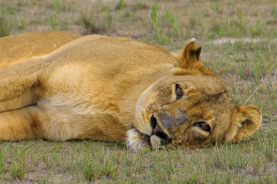 Lady Liuwa, the lioness the park's lion population was rebuilt from