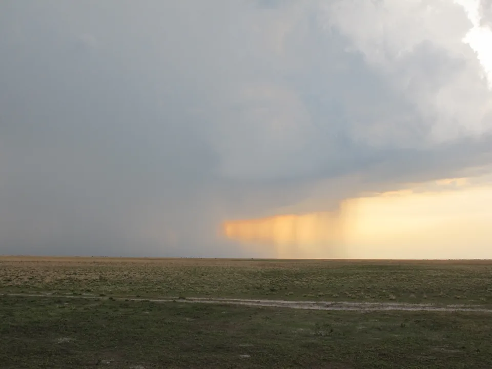 Open grassland and palm scrub on the Liuwa Plain in Barotseland, Zambia