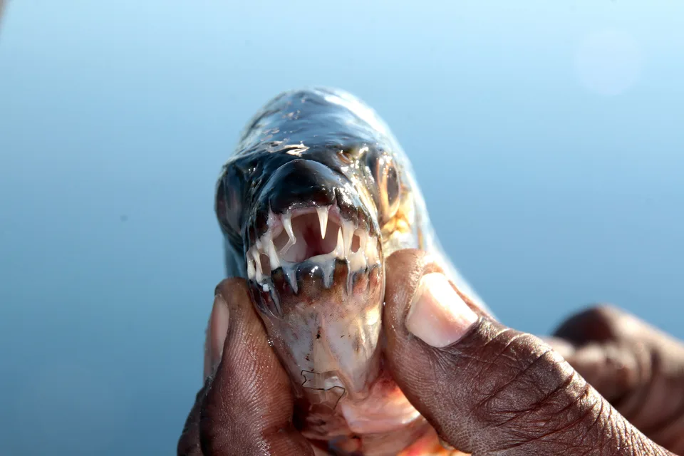 A tigerfish (Hydrocynus vittatus) held up by the jaw, showing the interlocking teeth